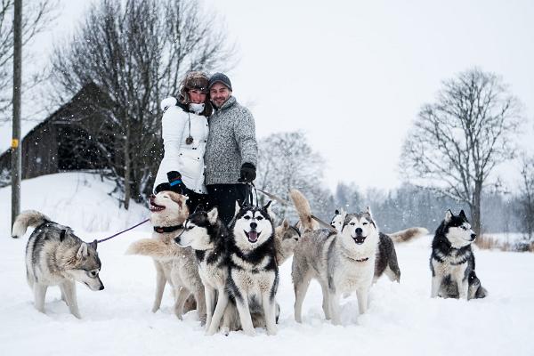 Vandring med sibiriska huskies