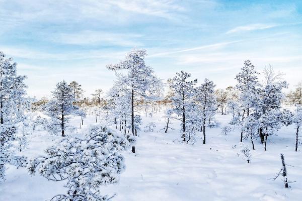 Seikle Vabaks snöskovandring i Soomaa Nationalpark