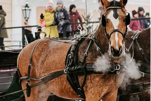 Катание на лошадях, организуемое J. Kallaste Carriages