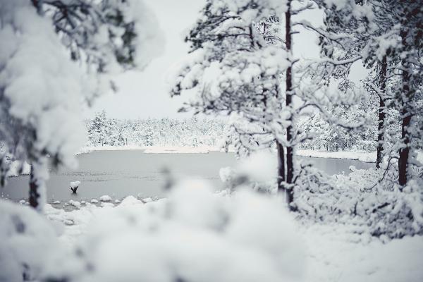 Snöskovandring på Viru mosse