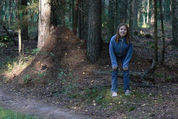 Wanderweg Padakõrve, Nest der schwachbeborsteten Gebirgswaldemeisen