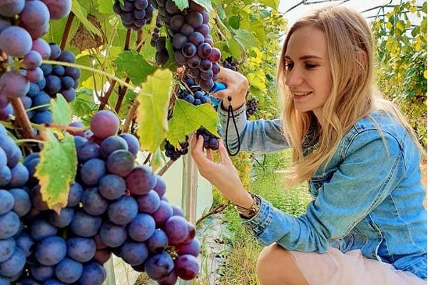 Giidiga ekskursioon Veinimäe viinamarjaistanduses