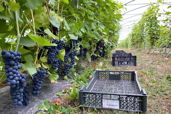 Giidiga ekskursioon ja viinamarja kasvatamise koolitus
