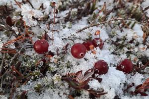 Snöskovandring på vintervägarna Emajõe-Suursoo av Nature Tours Estonia