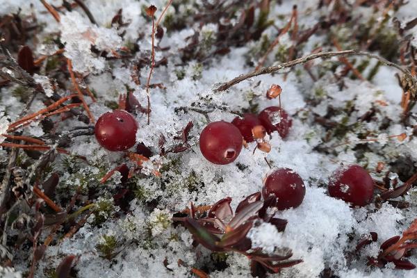Schneeschuhwanderung auf den Winterwegen von Emajõe-Suursoo, durchgeführt von Nature Tours Estonia