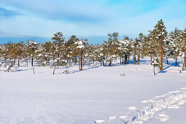 Vandringsled i Kakerdaja högmosse