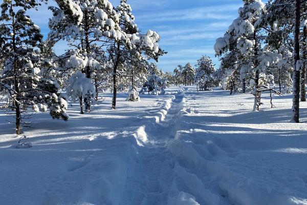 Vandringsled i Kakerdaja högmosse