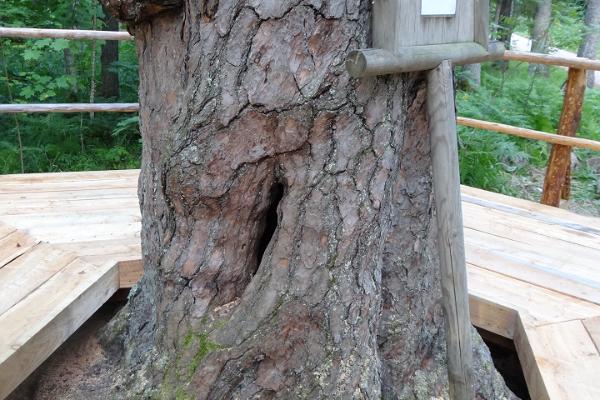 Der dicke Stamm des ältesten Baumes Estlands