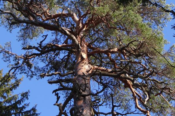 The majestic King's pine is approximately 380 years old