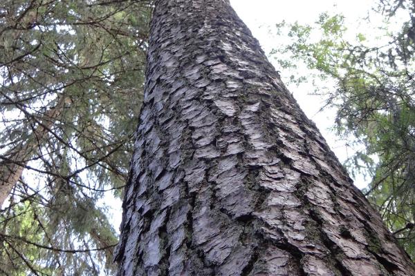 Самое высокое дерево Эстонии, старейшее дерево Эстонии 