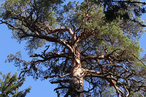 Kuningamänd Järvselja ürgmetsas