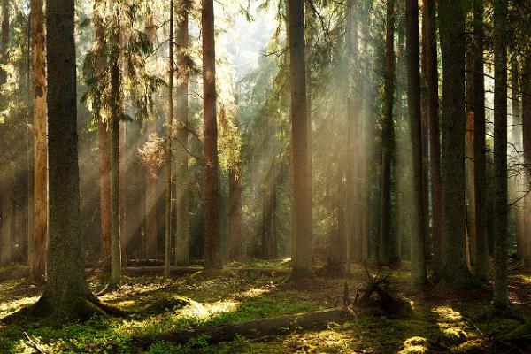 Сосновый лес в Эстонии