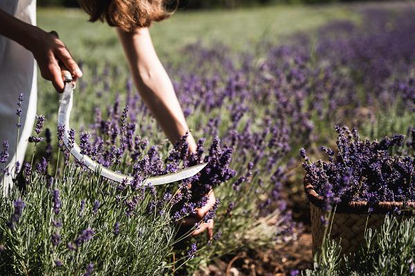 Lavender Farm in paradisical Hiiumaa