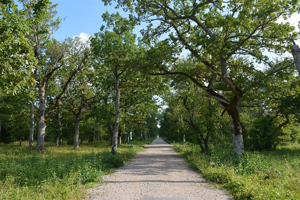 Loode oak forest