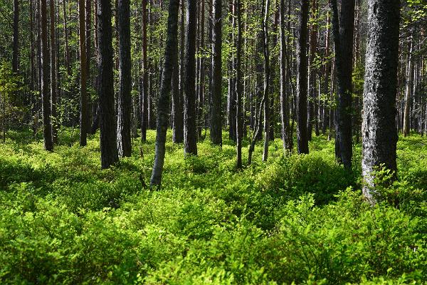 RMK:n Naissaaren pohjoinen retkipolku, Naissaaren mustikkametsää, Naissaari