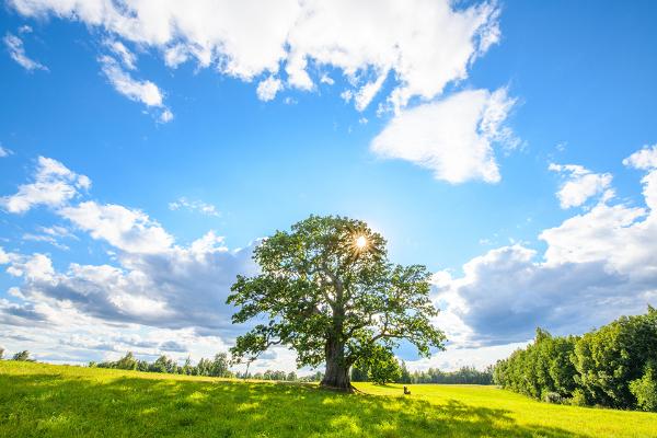 Tamme-Lauri oak - Estonia's largest oak tree