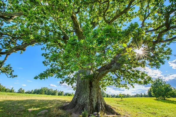 Tamme-Lauri oak - Estonia's largest oak tree