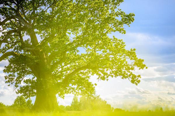 Tamme-Lauri oak - Estonia's largest oak tree