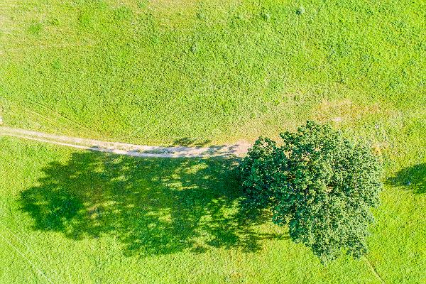 Tamme-Lauri oak - Estonia's largest oak tree