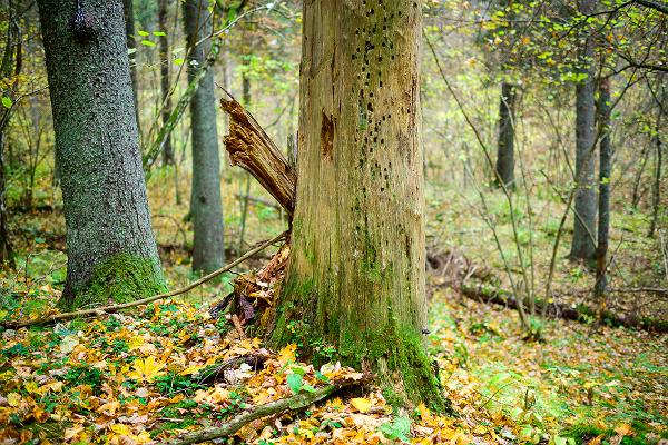 Wanderweg von Vällamäe