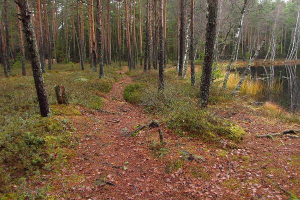 RMK:n Paunkülan mäkien retkipolut, Ison Kaksjärven rantaa