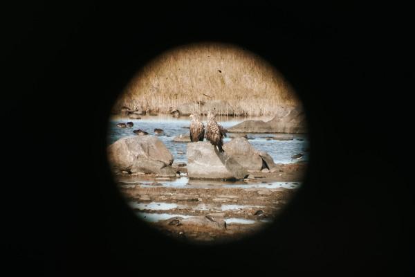 Haeska birdwatching tower