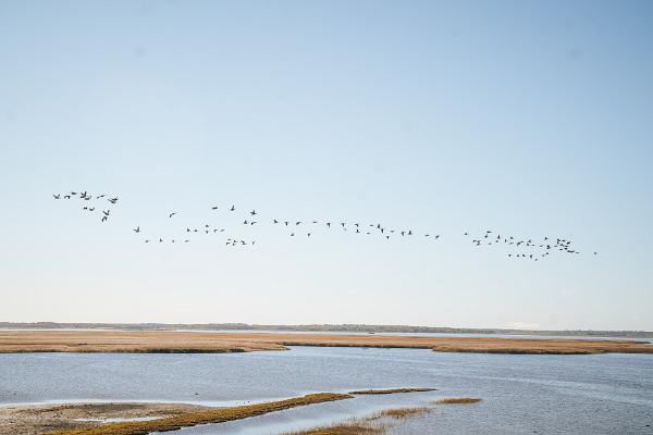 Haeska birdwatching tower