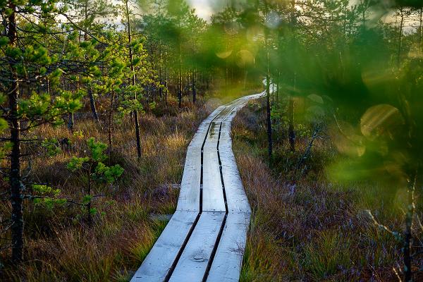 Luhasoo nature studies trail