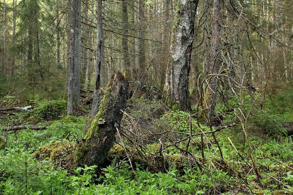 Uuejärve dabas taka, Pehja-Kervemā, Aegvīdu