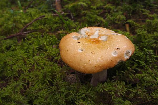 RMK Majakivi-Pikanõmme naturstudieled