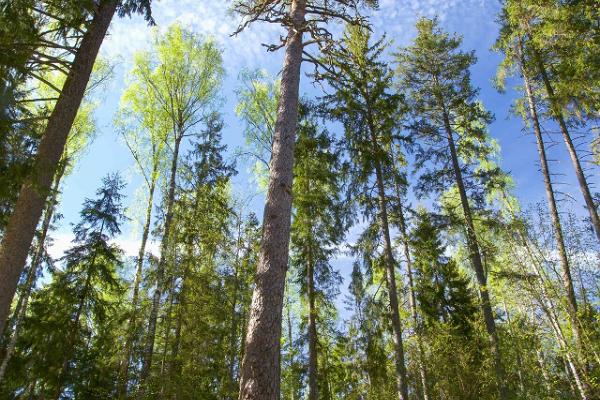 Королевская сосна в девственном лесу Ярвселья