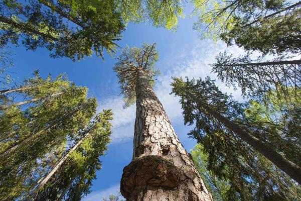Die Königskiefer gehört zu den ältesten und größten Bäumen Estlands