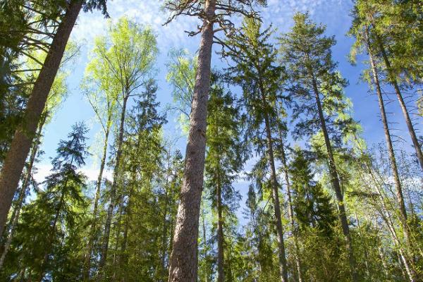 Die Königskiefer gehört zu den ältesten und größten Bäumen Estlands