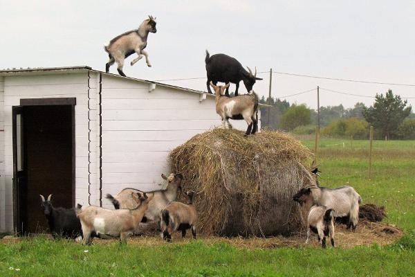 Alpackafarmen – Estlands största alpackafarm!