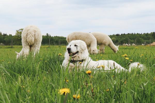 Alpakafarm - die größte Alpakazucht in Estland!