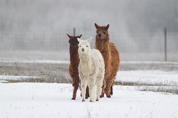 Alpaku ferma - Igaunijas lielākā alpaku audzētava! 