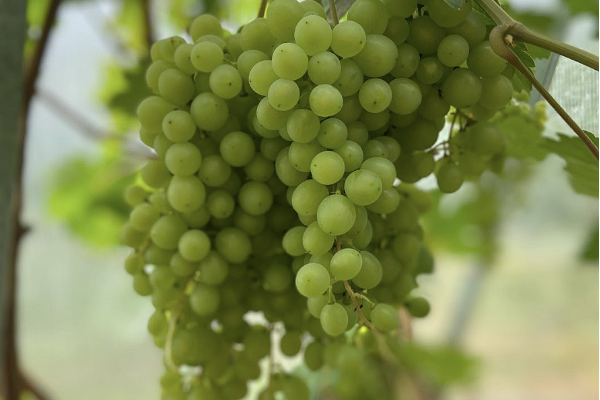 Виноград, Муху, виноград, выращивание