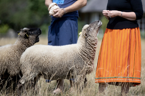 Овцы, хлеб, стадо овец