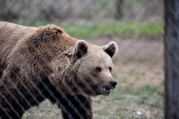 Tierpark Alaveski