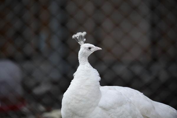 Alaveski Animal Park