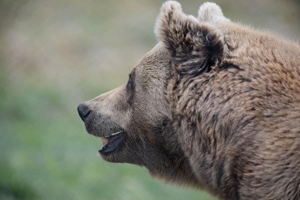 Tierpark Alaveski