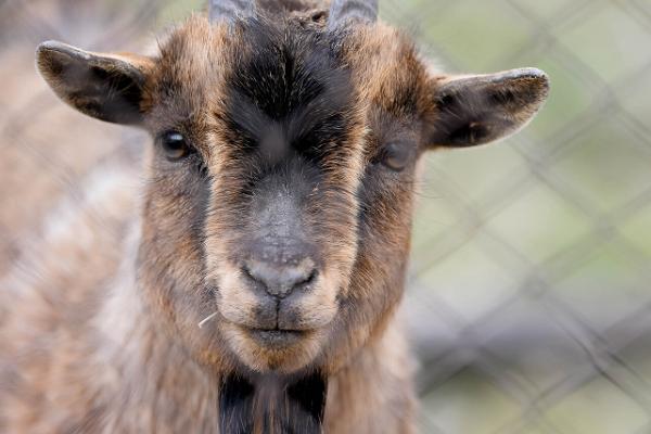 Tierpark Alaveski