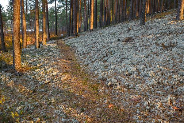 Wanderweg durchs Hochmoor Meenikunno