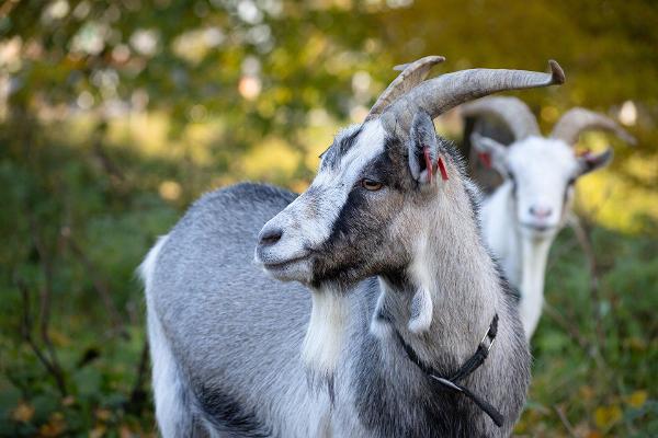 Pildil Eesti Põllumajandusmuuseumi kitsed