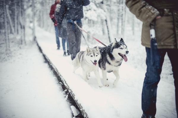 Schlittenhunde im Gespann und Wanderer im winterlichen Wald von Järvselja