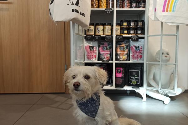 pets allowed husdjur är välkomna pet friendly shop