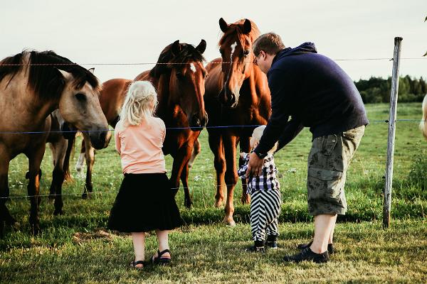 Barn, hästar