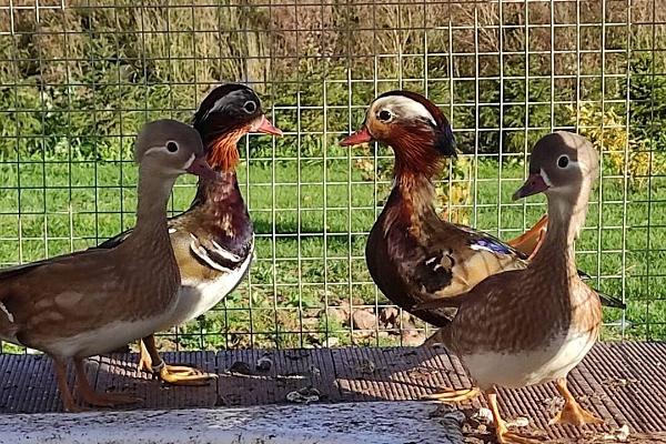 Hobbygården "Gården och boskap" - mandarinänder njuter av solen