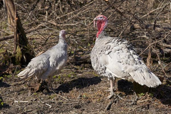 Nugise hobby Farm's Animal Park - Slate turkeys