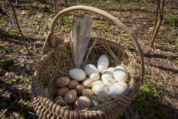 Nugise Hobitalun eläinpuisto – hanhen-, ankan- ja kananmunia